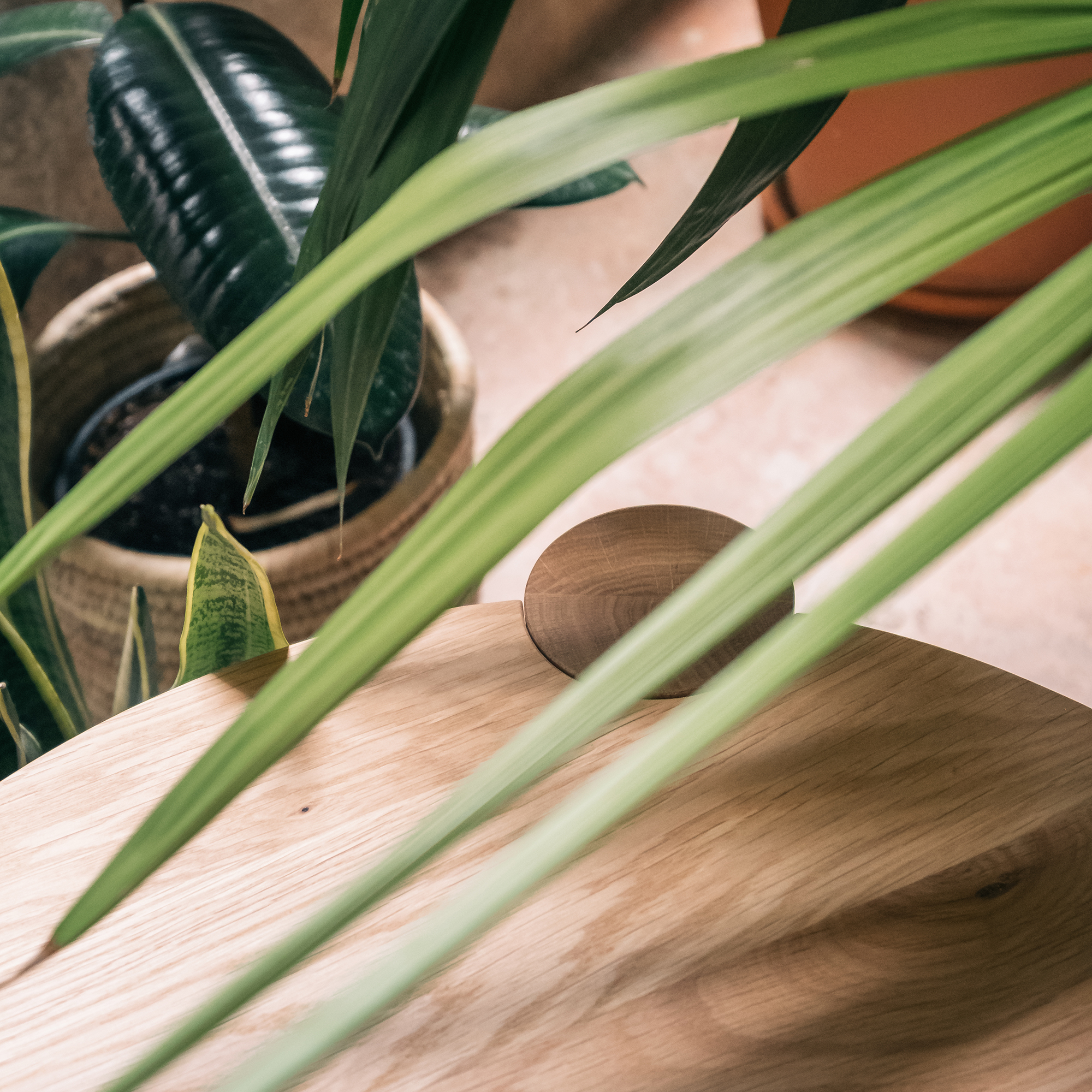 Image for Domus